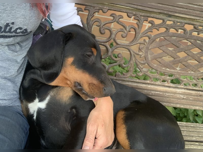 Toffi Kuschel-Bärchen sucht Familie oder sportlich aktives Zuhause