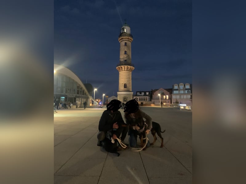 Toffi super toller Rüde mit riesigem Herz für genauso tolle Menschen