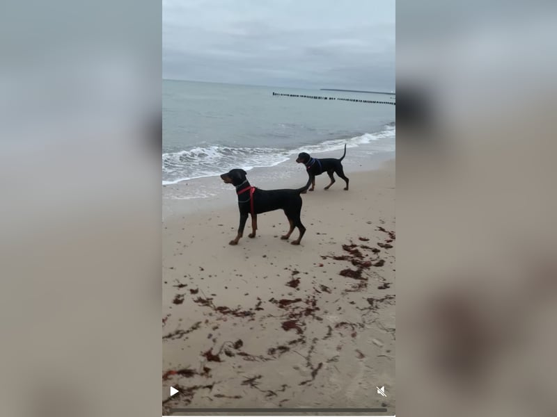 Toffi super toller Rüde mit riesigem Herz für genauso tolle Menschen