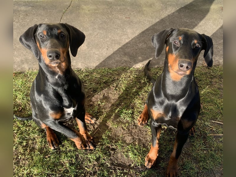 Toffi super toller Rüde mit riesigem Herz für genauso tolle Menschen