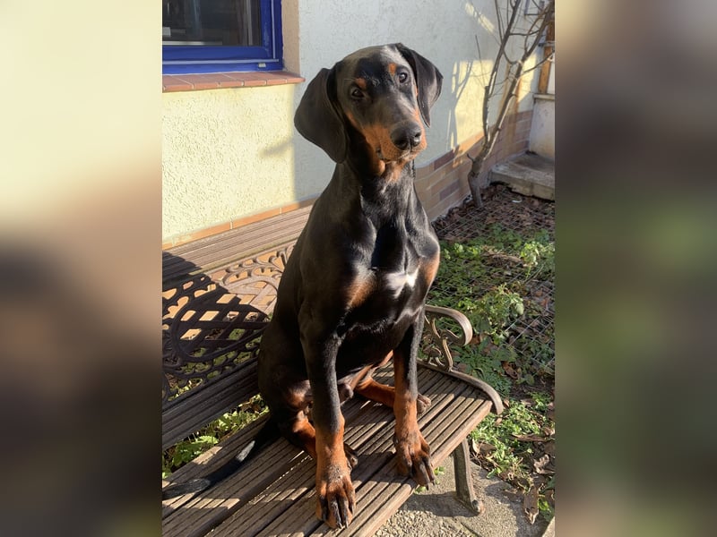 Toffi super toller Rüde mit riesigem Herz für genauso tolle Menschen