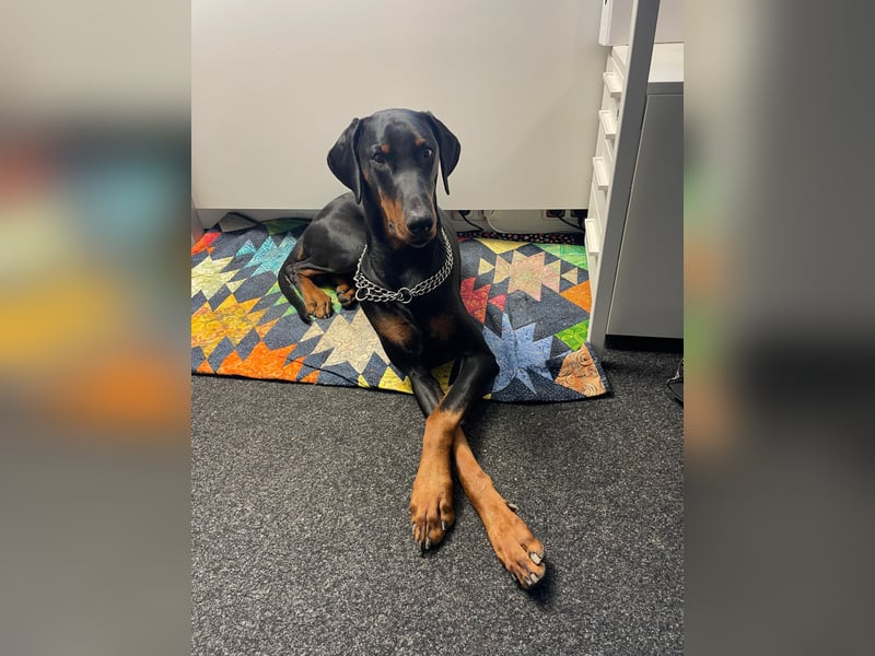 Deckrüde „Duke“ – typvoller Dobermannrüde mit bester VDH-Abstammung