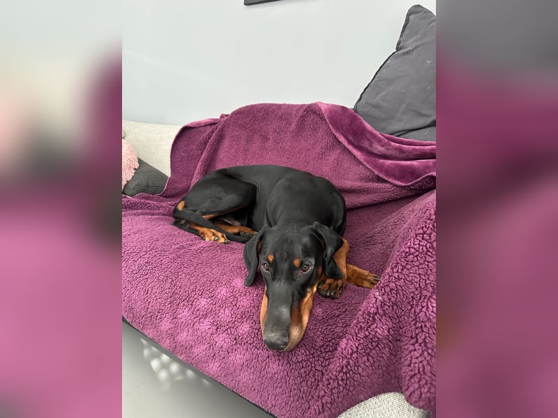 Deckrüde „Duke“ – typvoller Dobermannrüde mit bester VDH-Abstammung