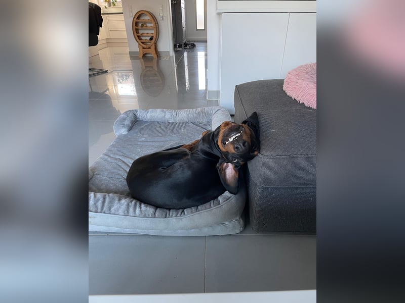Deckrüde „Duke“ – typvoller Dobermannrüde mit bester VDH-Abstammung