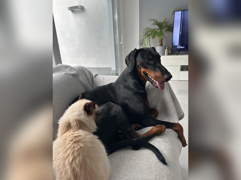 Deckrüde „Duke“ – typvoller Dobermannrüde mit bester VDH-Abstammung