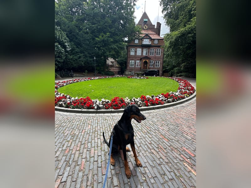 Deckrüde „Duke“ – typvoller Dobermannrüde mit bester VDH-Abstammung