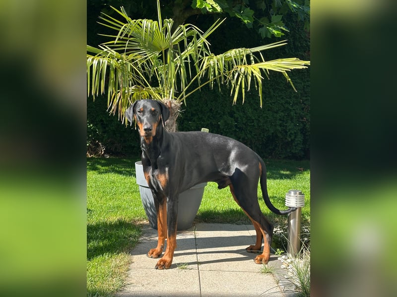 Deckrüde „Duke“ – typvoller Dobermannrüde mit bester VDH-Abstammung