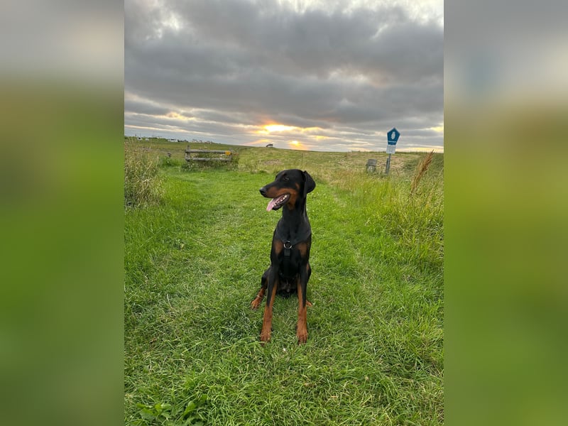 Deckrüde „Duke“ – typvoller Dobermannrüde mit bester VDH-Abstammung