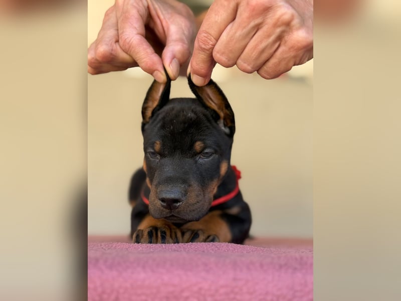 Dobermann FCI