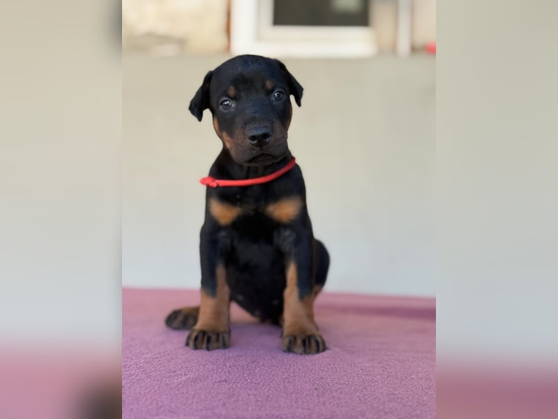 Dobermann FCI