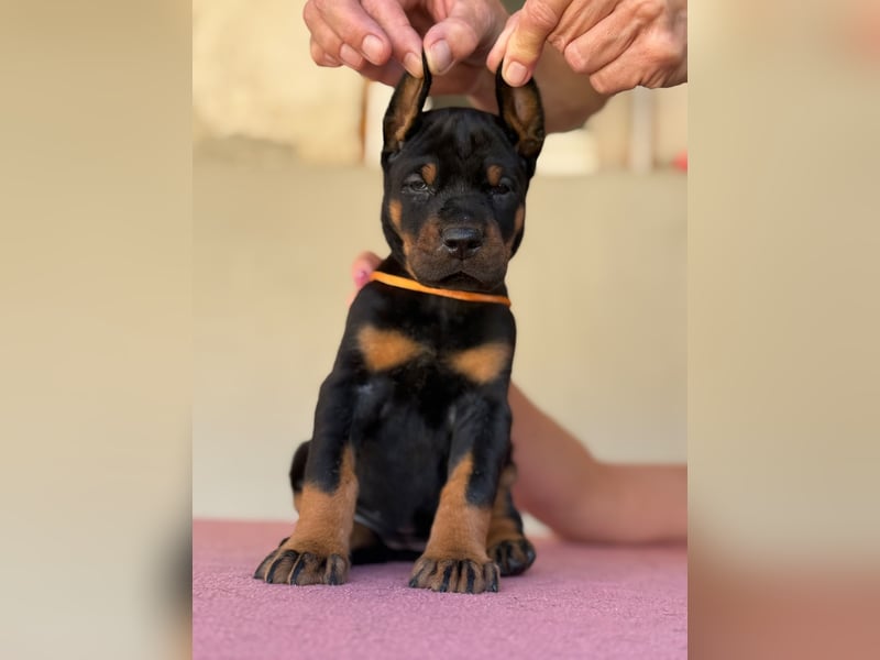Dobermann FCI
