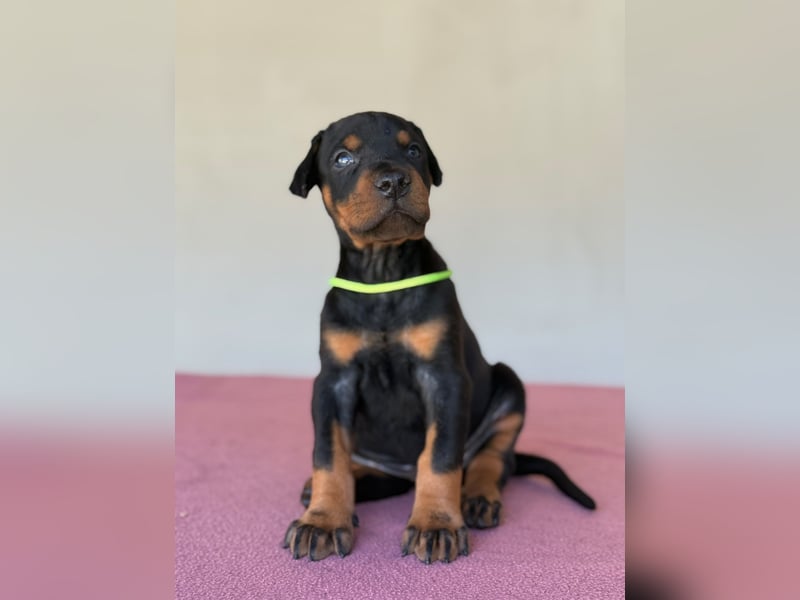 Dobermann FCI