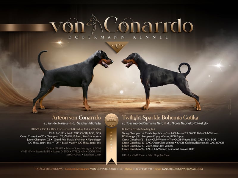 Dobermann FCI
