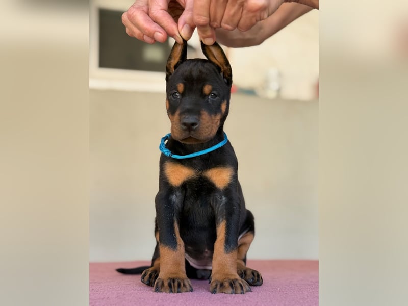 Dobermann FCI