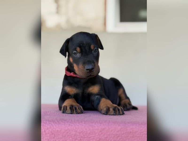 Dobermann FCI
