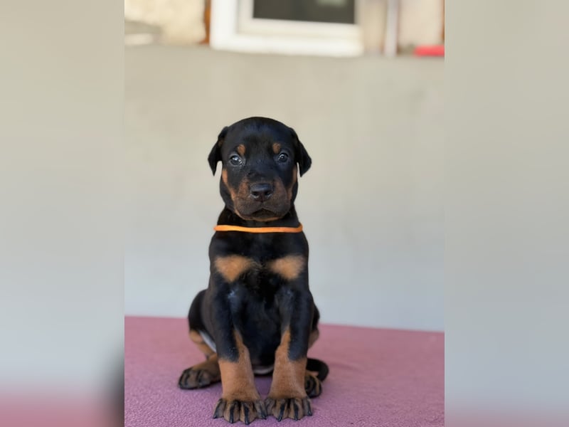 Dobermann FCI