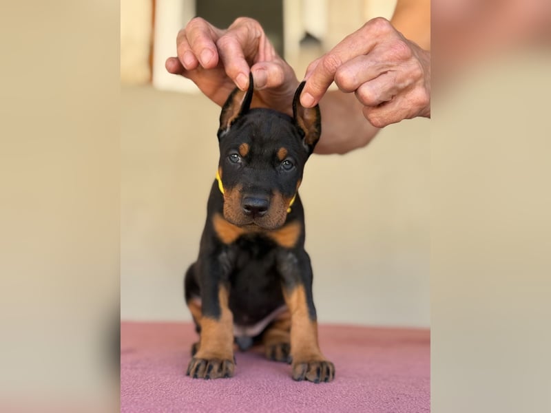 Dobermann FCI
