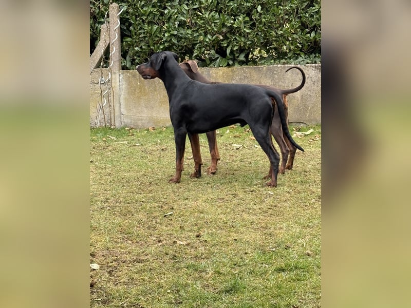 Dobermann Deckrüde