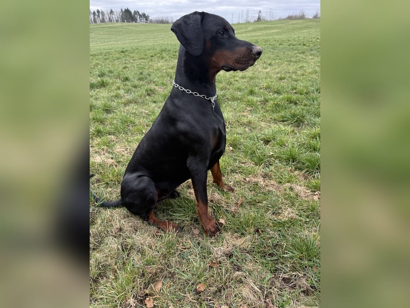 Dobermann Deckrüde