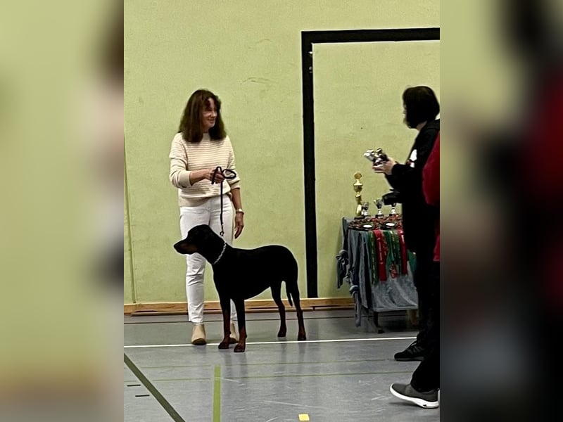 Dobermann Deckrüde