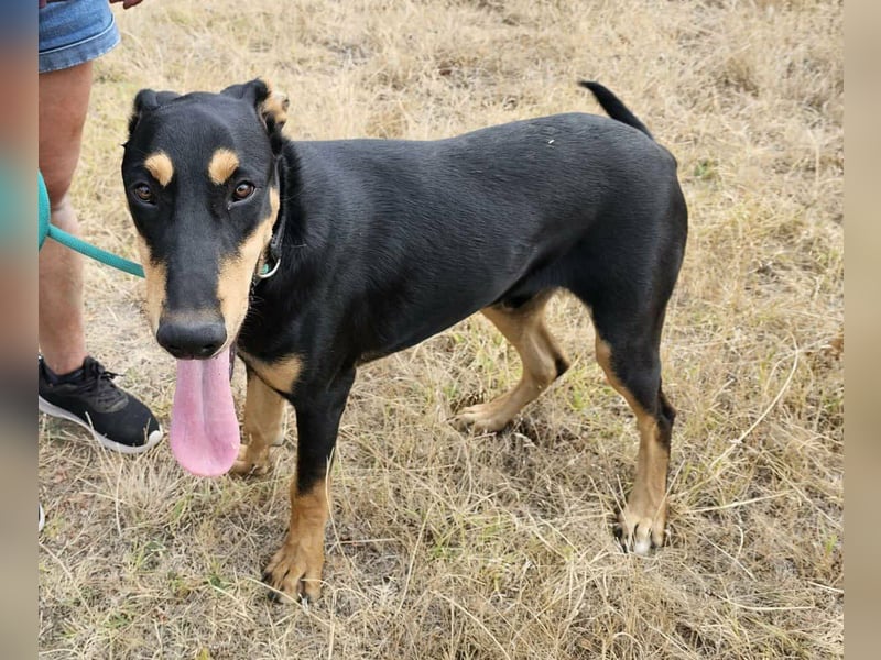 Oskar, geboren 19.01.2026, 67cm sucht sein Plätzchen (Pflegestelle Deutschland)