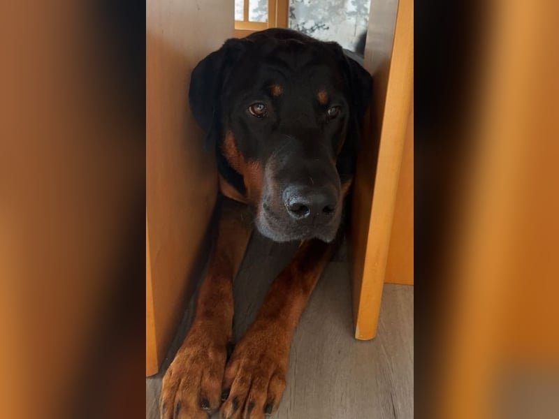 Snoopy Dobermann mix sucht dringend ein erfahrenes Zuhause