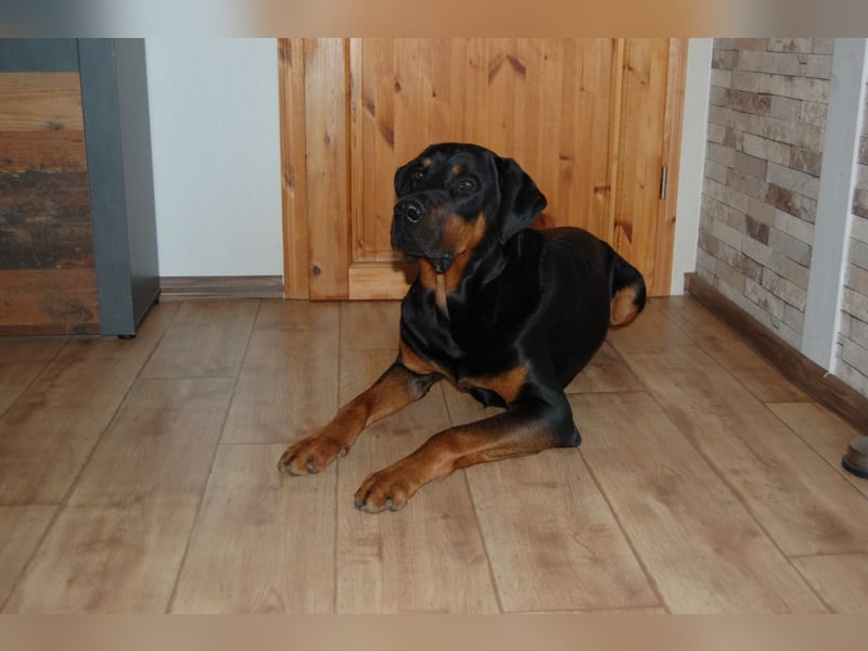 Snoopy Dobermann mix sucht dringend ein erfahrenes Zuhause