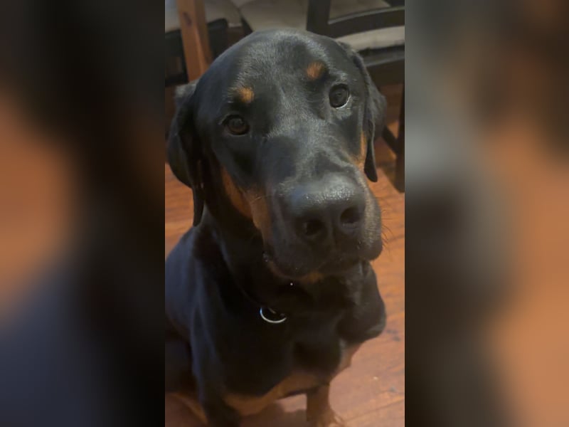 Snoopy Dobermann mix sucht dringend ein erfahrenes Zuhause