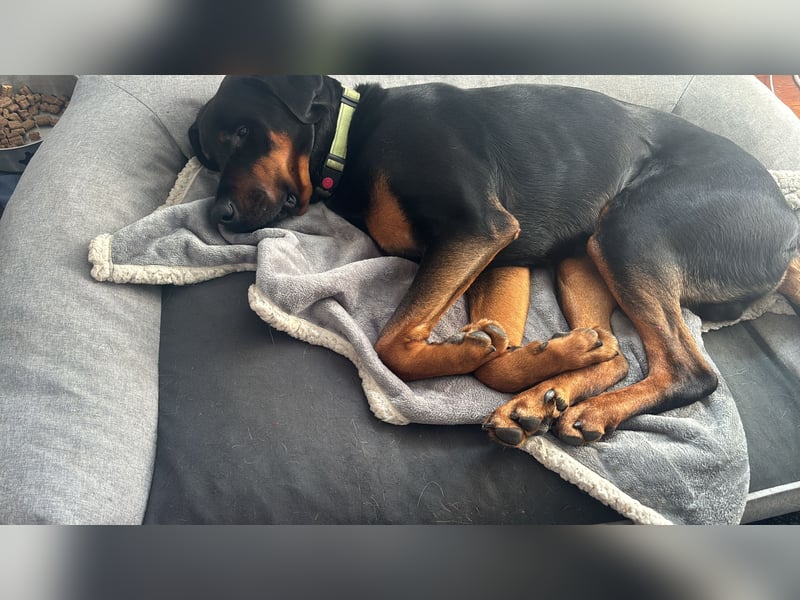 Snoopy Dobermann mix sucht dringend ein erfahrenes Zuhause