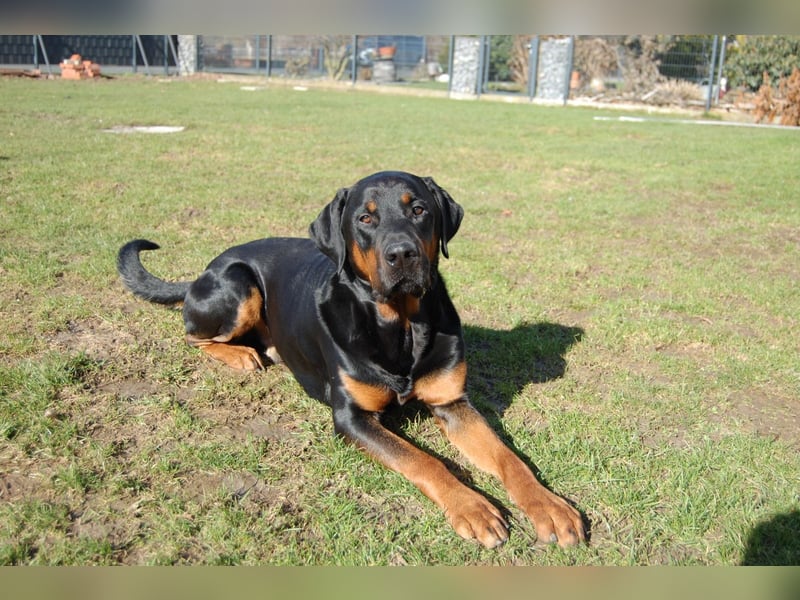 Snoopy Dobermann mix sucht dringend ein erfahrenes Zuhause