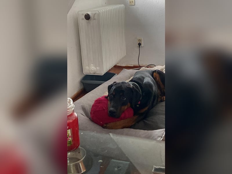 Snoopy Dobermann mix sucht dringend ein erfahrenes Zuhause