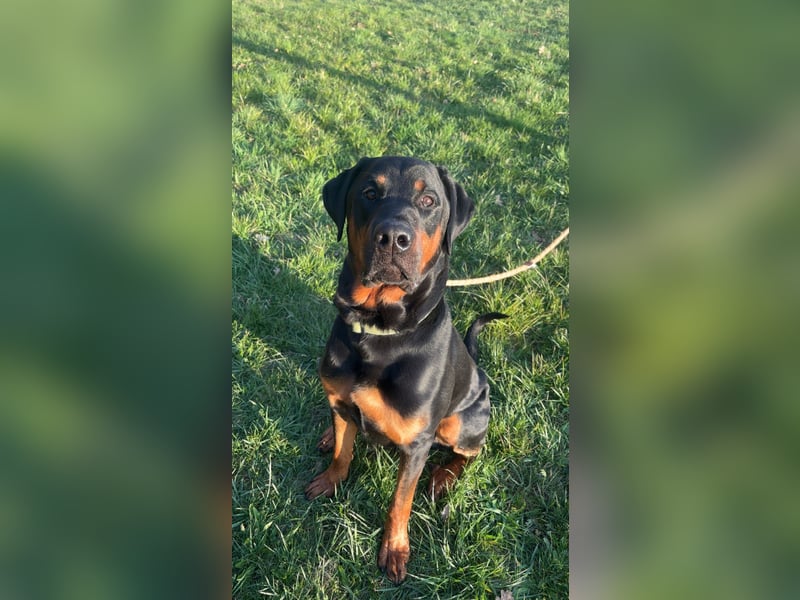 Snoopy Dobermann mix sucht dringend ein erfahrenes Zuhause