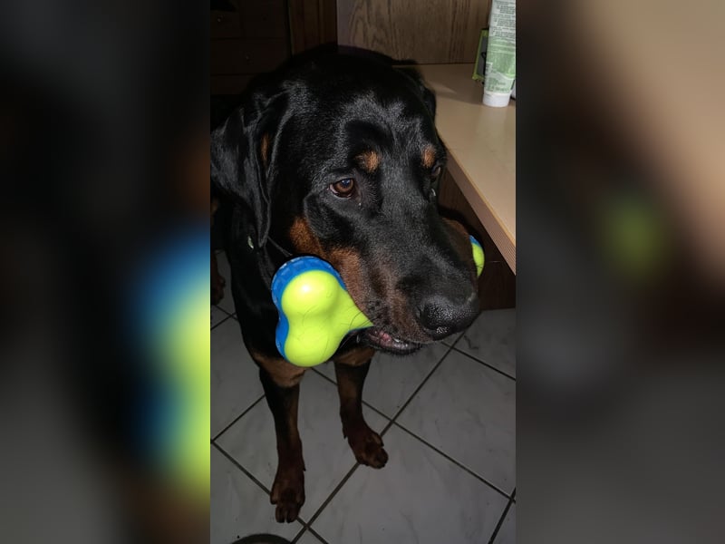 Snoopy Dobermann mix sucht dringend ein erfahrenes Zuhause
