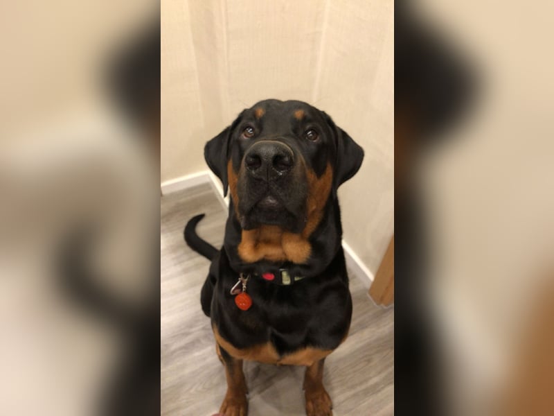 Snoopy Dobermann mix sucht dringend ein erfahrenes Zuhause