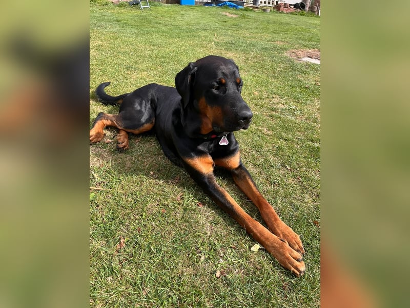 Snoopy Dobermann mix sucht dringend ein erfahrenes Zuhause