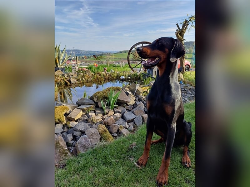 Erfahrener Deckrüde Dobermann