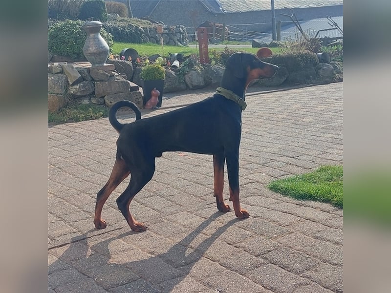 Erfahrener Deckrüde Dobermann