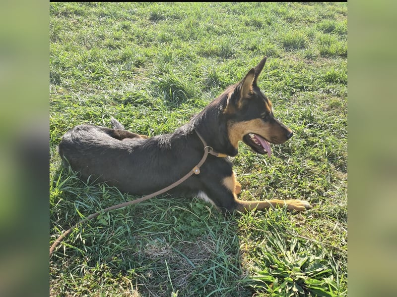 Sassa eine Traumhündin