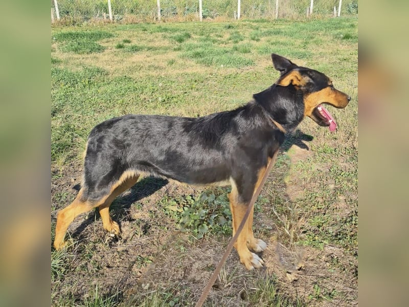 Sassa eine Traumhündin