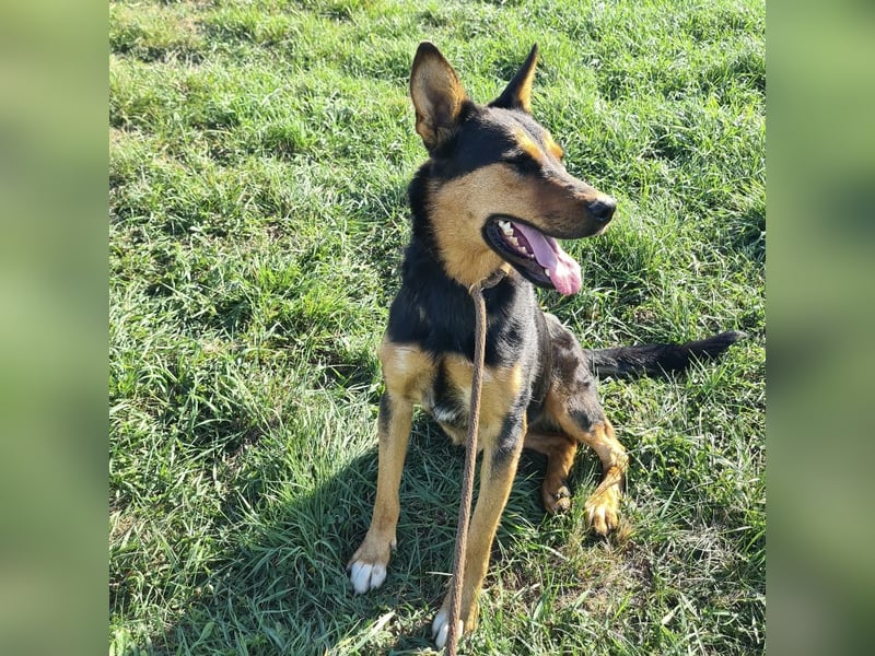 Sassa eine Traumhündin