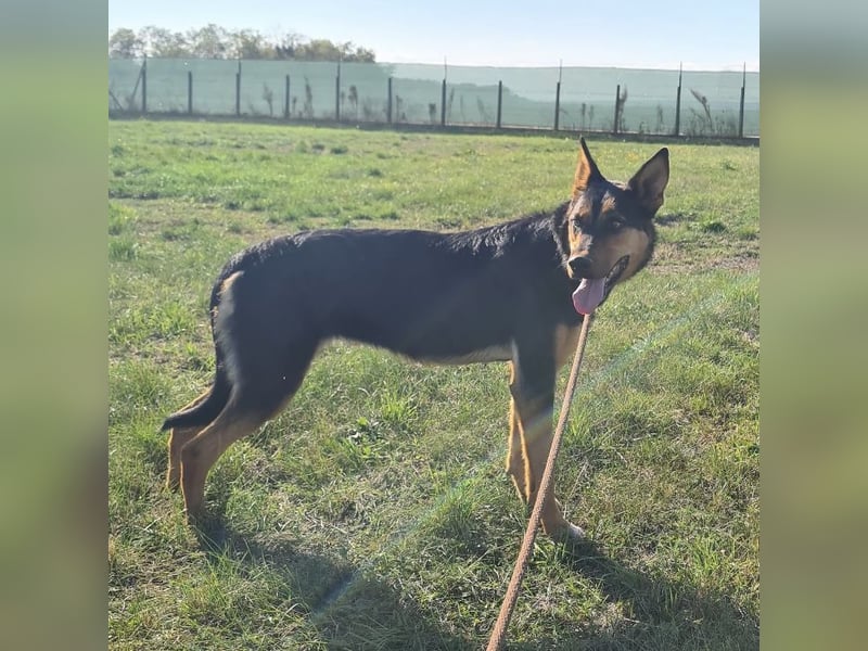 Sassa eine Traumhündin