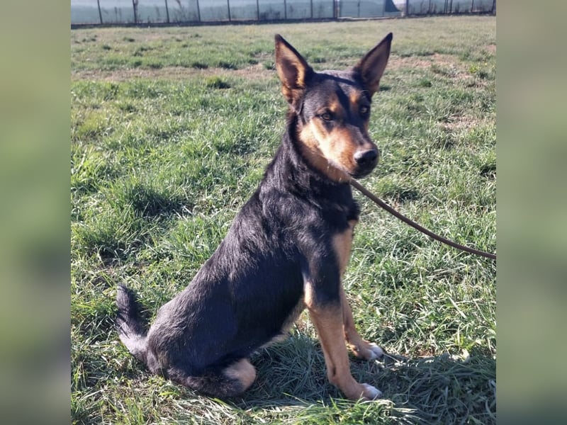 Sassa eine Traumhündin