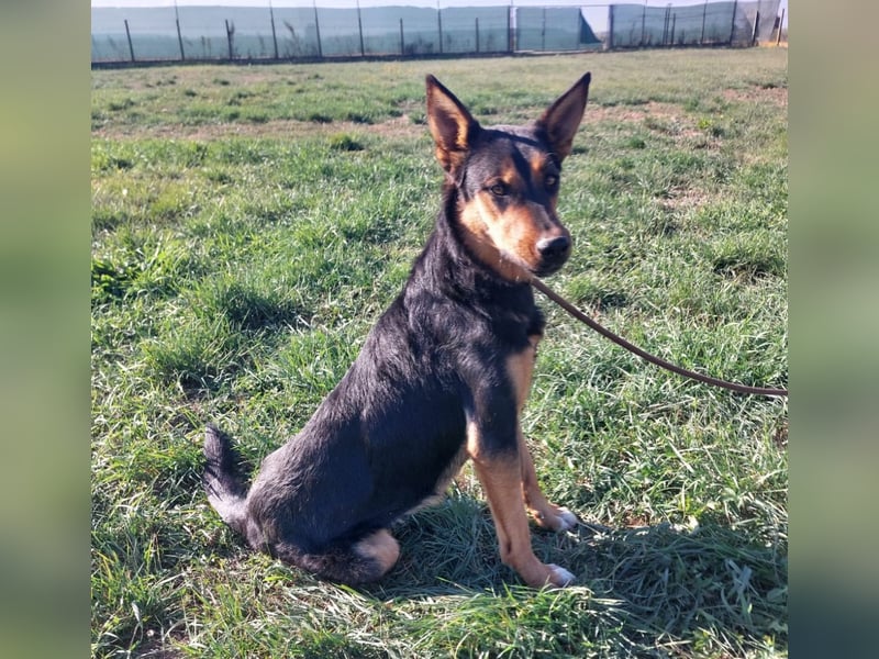 Sassa eine Traumhündin