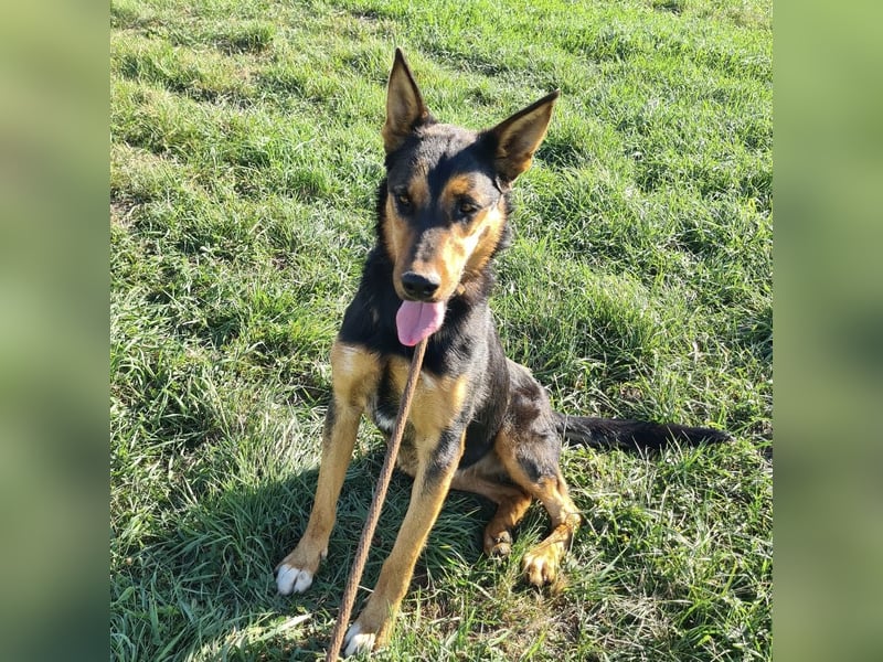 Sassa eine Traumhündin