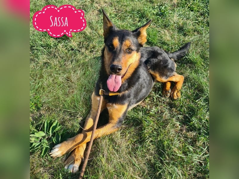 Sassa eine Traumhündin