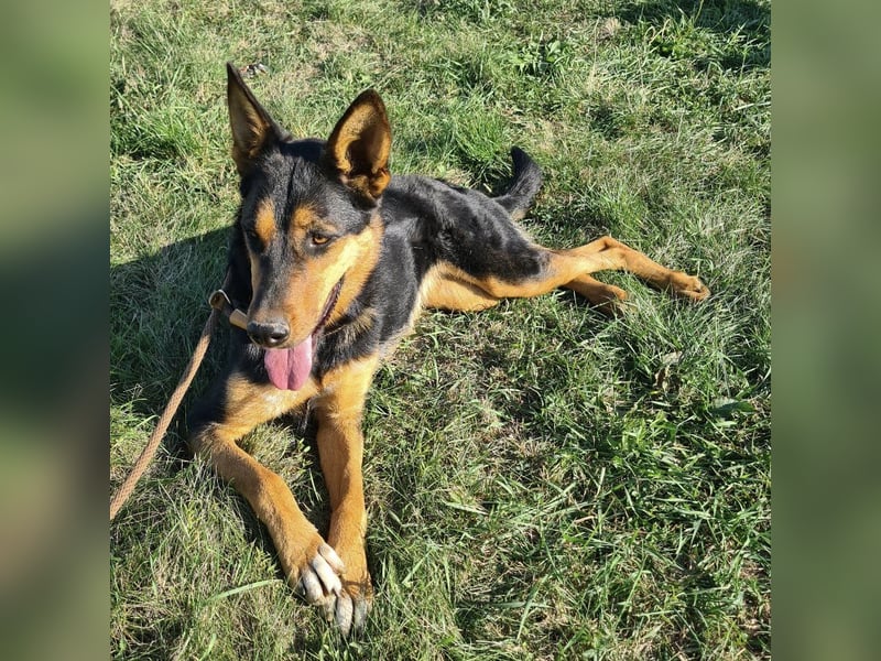 Sassa eine Traumhündin