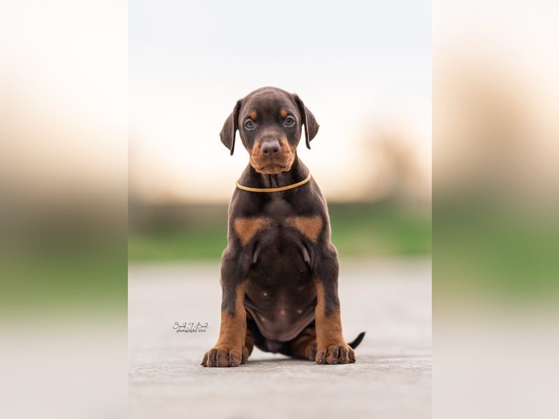 Doberman