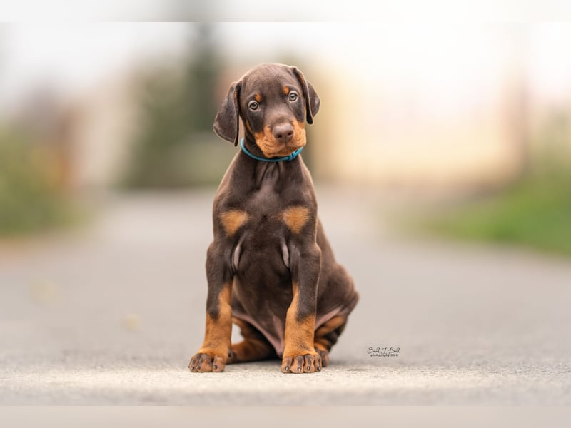 Doberman