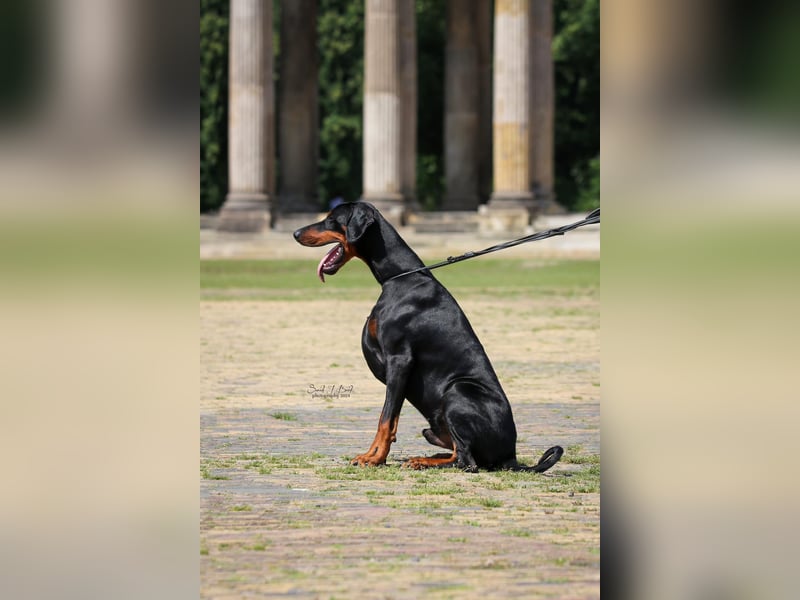 Doberman