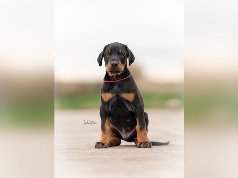 Doberman